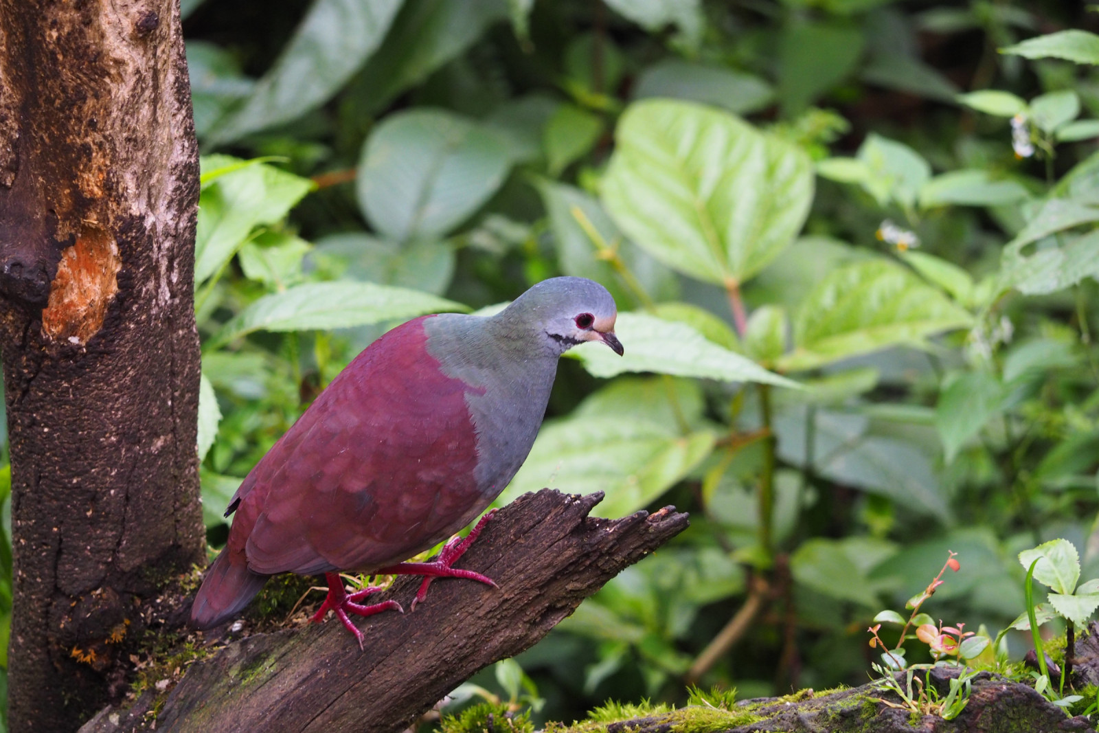 image Buff-fronted Quail-Dove